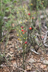 Osyris alba