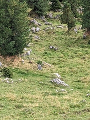 Marmota marmota