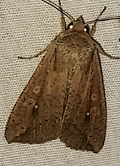Mythimna unipuncta