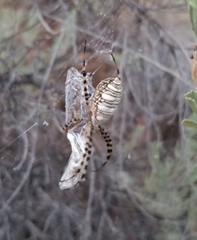Argiope trifasciata