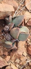 Pleiospilos compactus canus