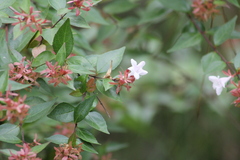 Abelia