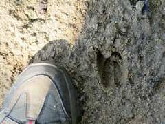 Tragelaphus sylvaticus sylvaticus