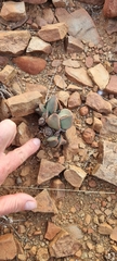 Pleiospilos compactus canus