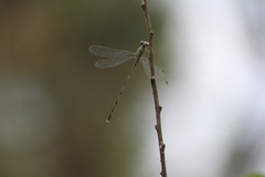 Chalcolestes parvidens