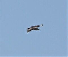Haliaeetus vocifer