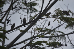 Passer montanus malaccensis