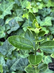 Euonymus fortunei