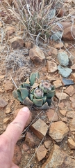 Pleiospilos compactus canus
