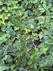 Euonymus fortunei