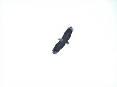 Haliaeetus vocifer