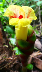 Costus sepacuitensis