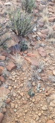 Pleiospilos compactus canus