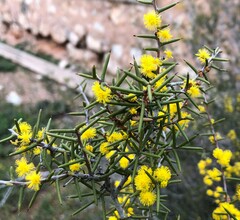 Acacia nyssophylla