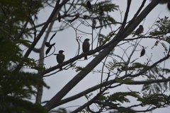 Passer montanus malaccensis