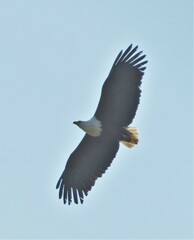 Haliaeetus vocifer
