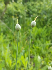 Allium rotundum