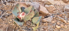 Pleiospilos compactus canus