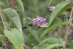 Iphiclides podalirius