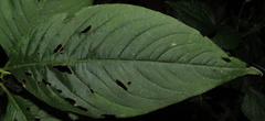 Persicaria virginiana
