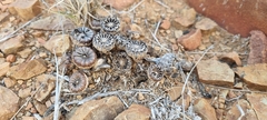 Pleiospilos compactus canus