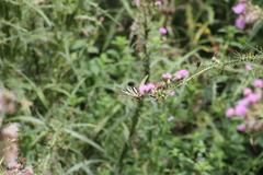 Iphiclides podalirius