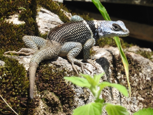 Southern Crevice Spiny Lizard
