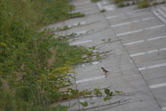 Lonchura punctulata topela
