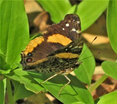 Vanessa hippomene hippomene