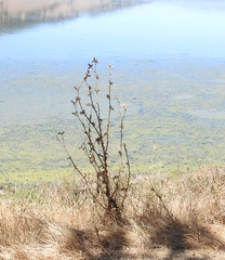 Carduus pycnocephalus