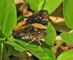 Vanessa hippomene hippomene