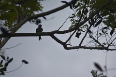 Passer montanus malaccensis