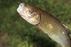 Semotilus corporalis