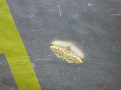 Herpetogramma thestealis