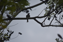 Passer montanus malaccensis