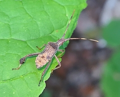 Coreidae