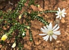 Olearia pimeleoides