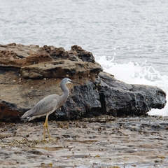 Egretta novaehollandiae