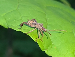 Coreidae