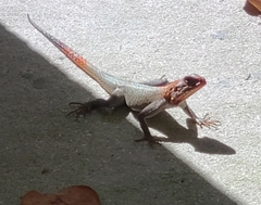 Agama picticauda