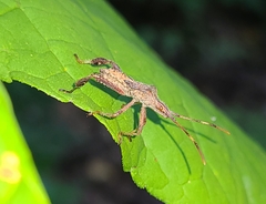 Coreidae