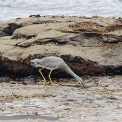 Egretta novaehollandiae