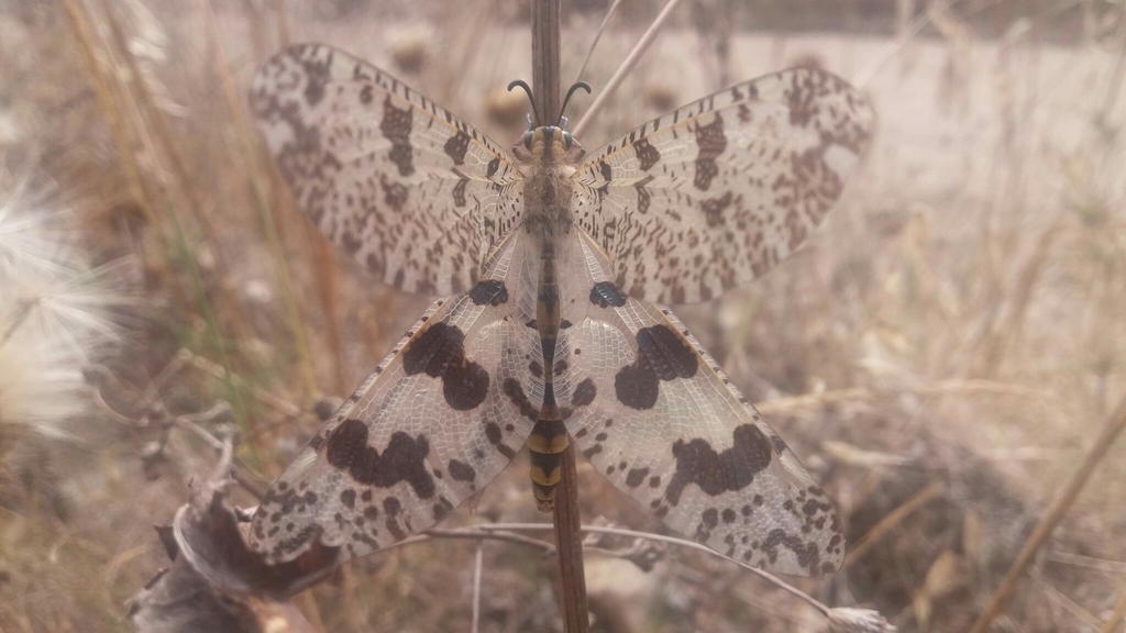 Palpares hispanus