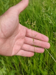 Poa angustifolia