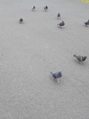 Columba livia domestica