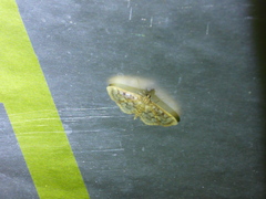 Herpetogramma thestealis