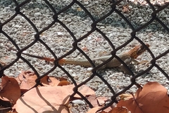 Agama picticauda