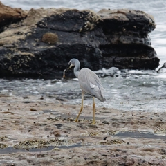 Egretta novaehollandiae