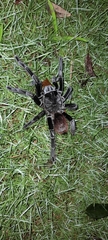 Sericopelma