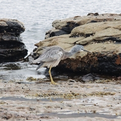 Egretta novaehollandiae